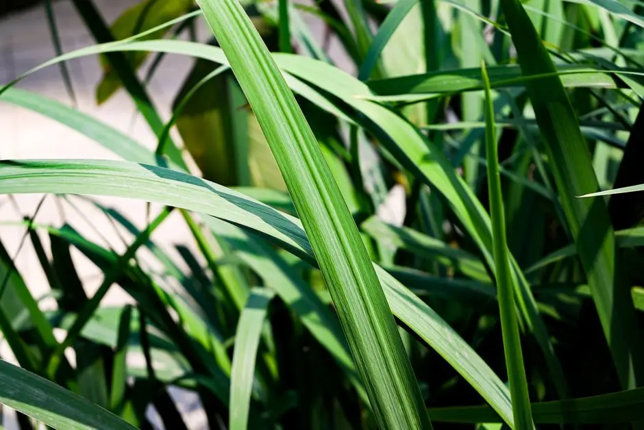Greens & Outdoors at L&T SERENE COUNTY, Telecom Nagar, Gachibowli, Hyderabad