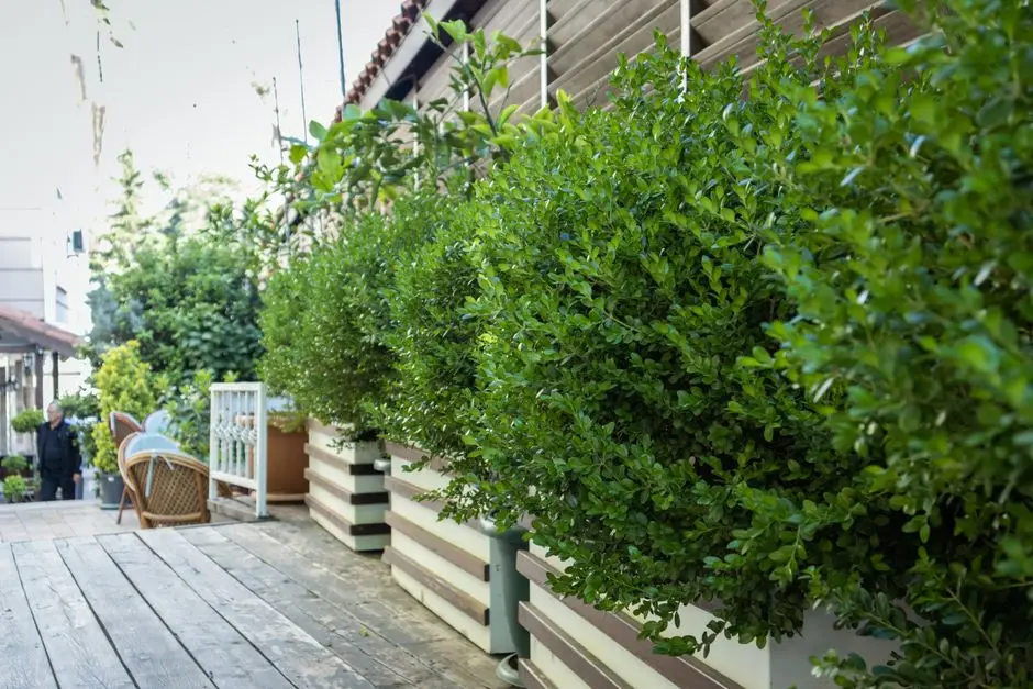 Greens & Outdoors at L&T AHANA, Malad West, Mumbai