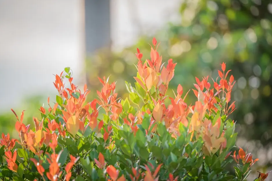 Greens & Outdoors at L&T CHEMBUR, Mumbai