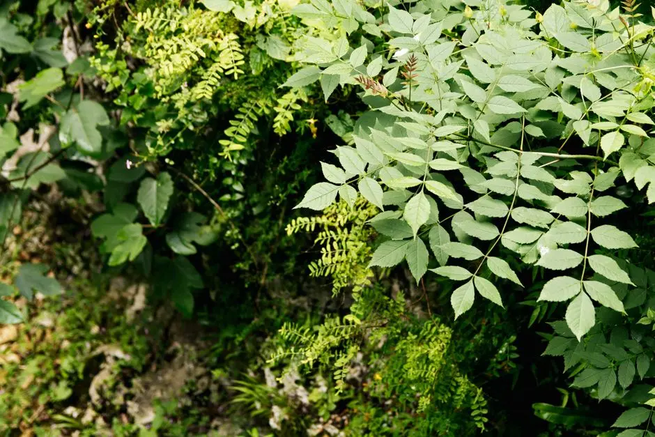 Greens & Outdoors at L&T ELIXIR RESERVE - CYGNUS, Powai, Mumbai
