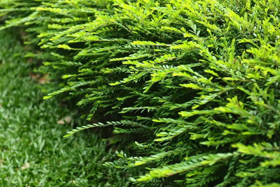 Greens & Outdoors at L&T ELIXIR RESERVE - BARBET, Powai, Mumbai