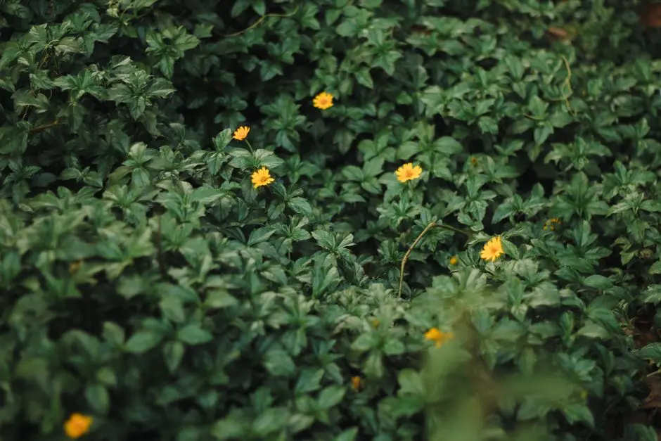 Greens & Outdoors at L&T ZEN AT 77 CROSSROADS, Ghatkopar East, Mumbai