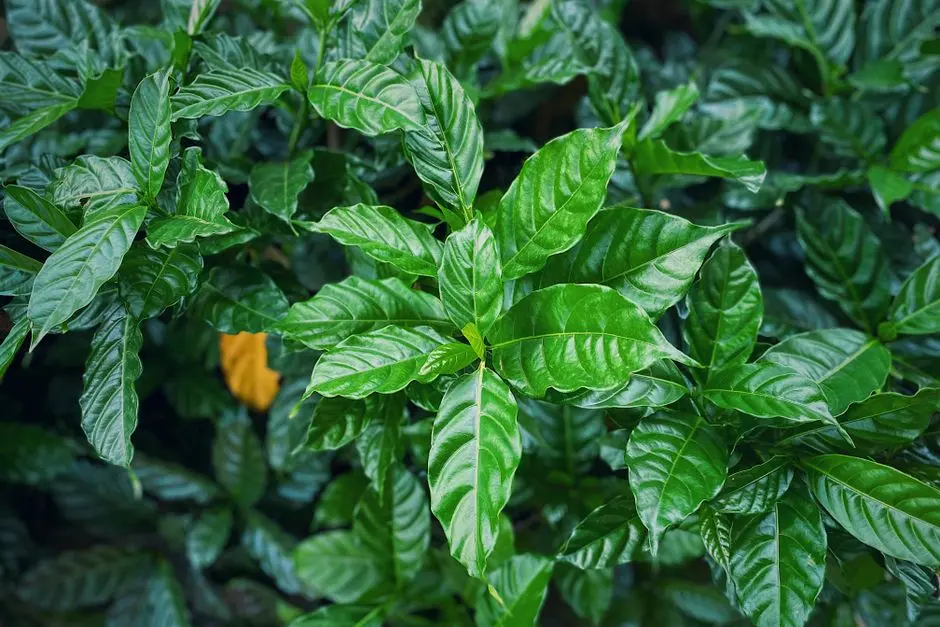 Greens & Outdoors at L&T ISLAND COVE, Mahim West, Mumbai