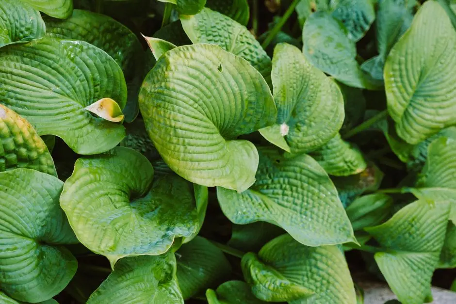 Greens & Outdoors at L&T REALTY GURUGRAM, New Gurugram, Gurgaon