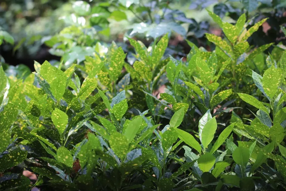 Greens & Outdoors at L&T ELARA CELESTIA HEBBAL, Yelahanka, Bangalore