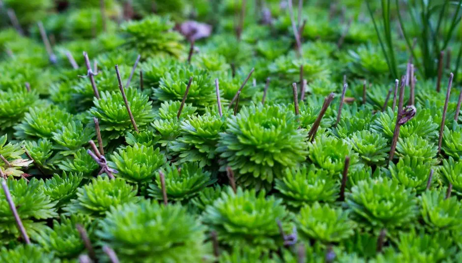 Greens & Outdoors at L&T SECTOR 68 GURGAON, Gurgaon