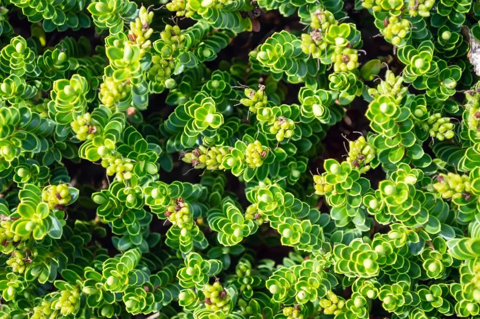 Greens & Outdoors at L&T WEST MANOR, Seawoods, Navi Mumbai